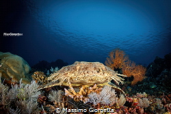 Wobbegong face to face by Massimo Giorgetta 
